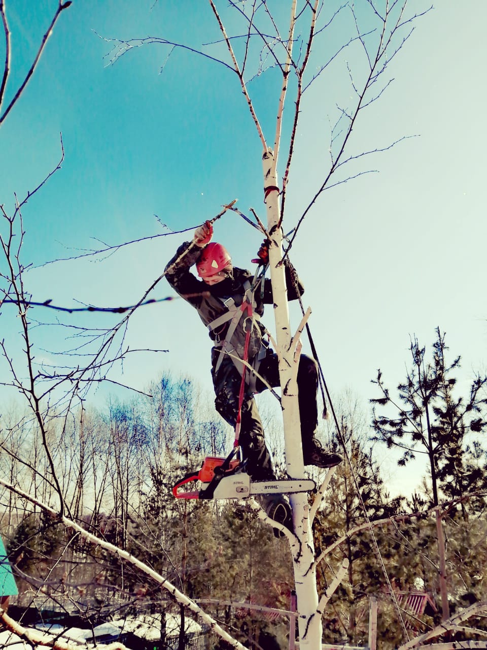 Арбористика: спил деревьев